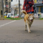 людина з собакою йде через нерегульований пішохідний перехід